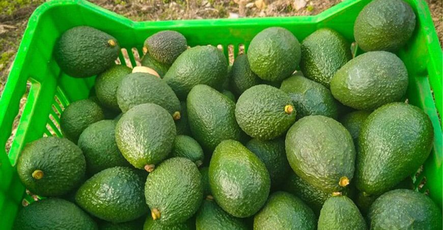 producción de palta Huancavelica Perú