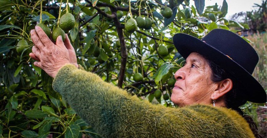 potenciarán el cultivo de palto en 200 hectáreas en Tintay Puncu