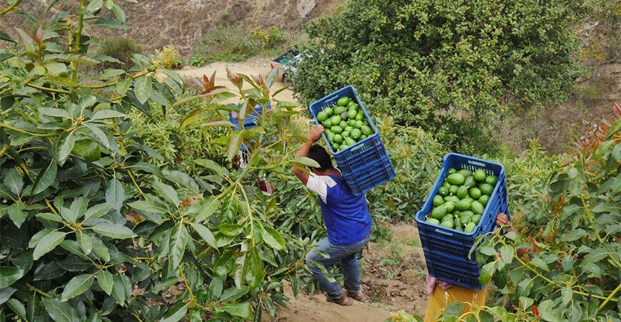 producción de palta orgánica Áncash