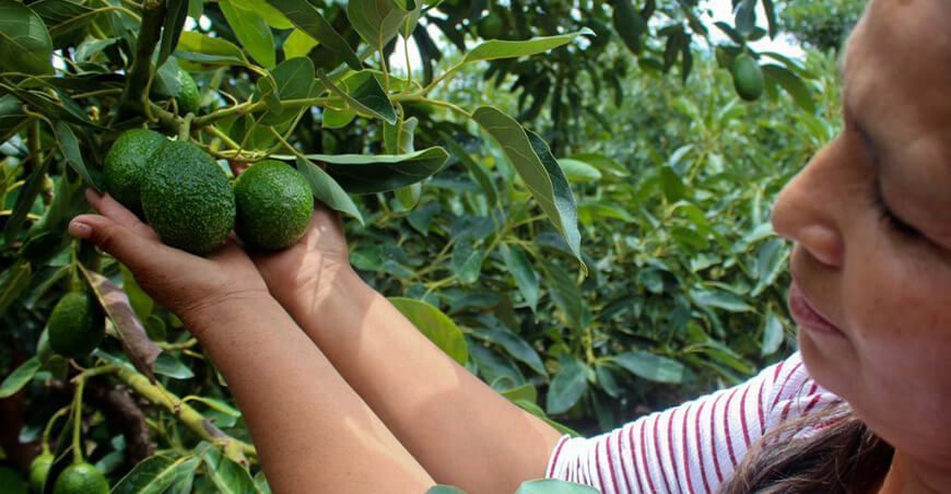 producción de cultivo de palta Perú