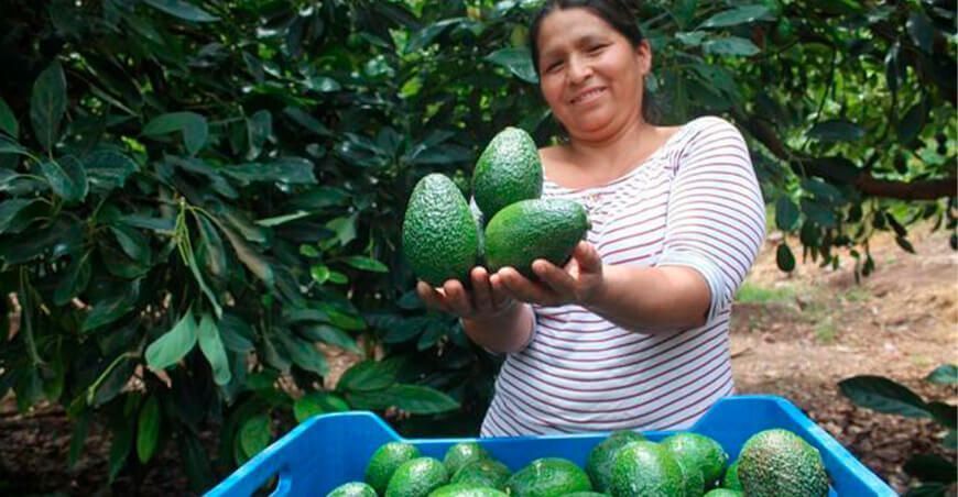 producción de palta en el Perú