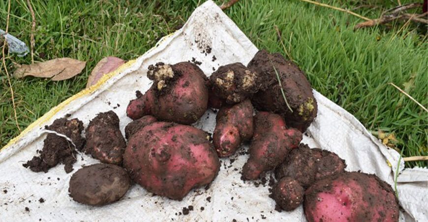 transfieren tecnología sobre abonamiento ecológico en cultivos de papa