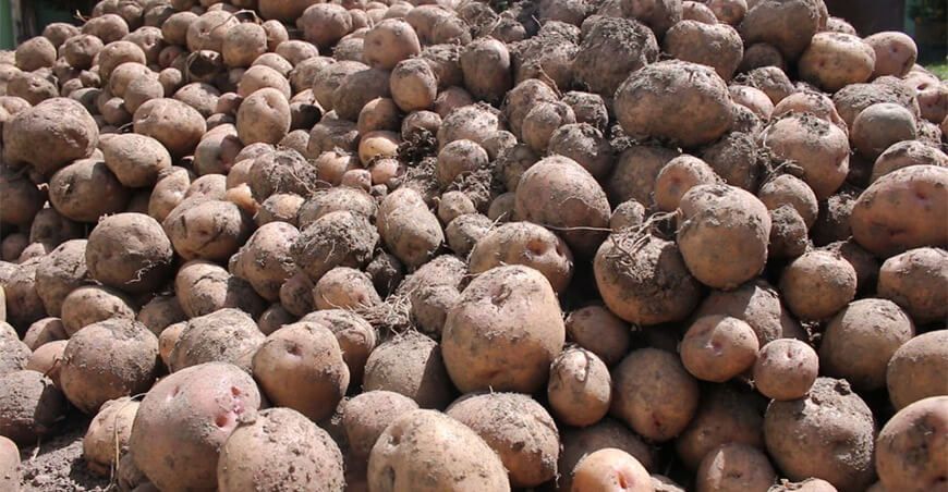 Producción de papa en el Perú