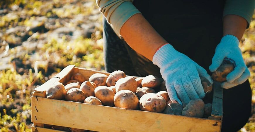 Programa de Compensación de Carbono producción papa Perú