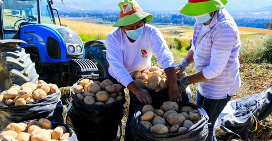 Producción de papa en el Perú