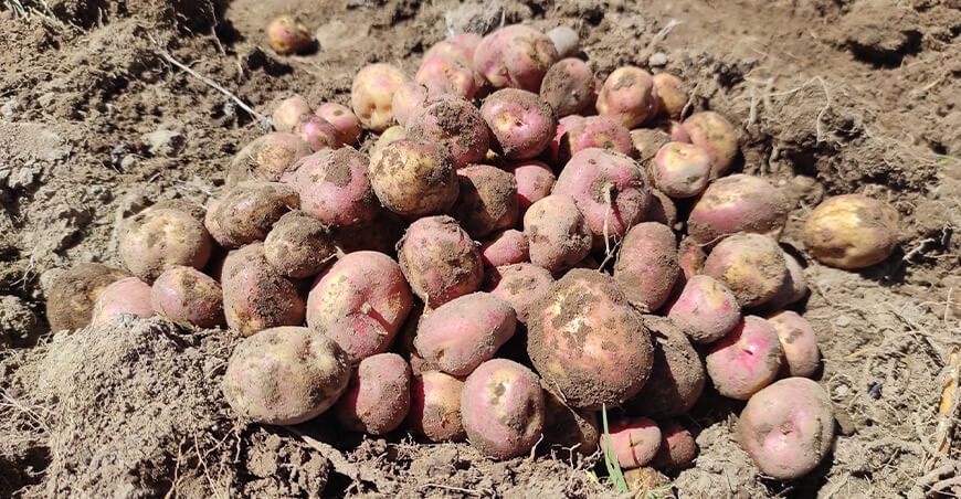 producción papa peruanita Perú