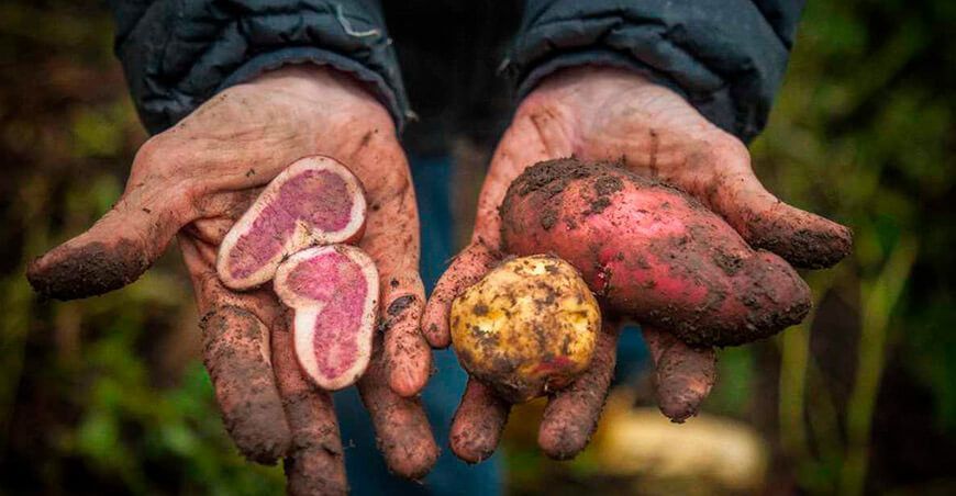 producción de papas nativas Perú