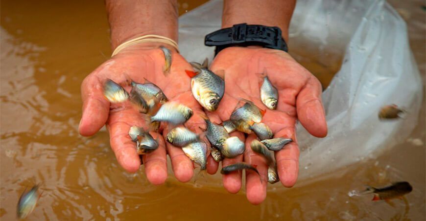 producción de peces Amazónicos Perú