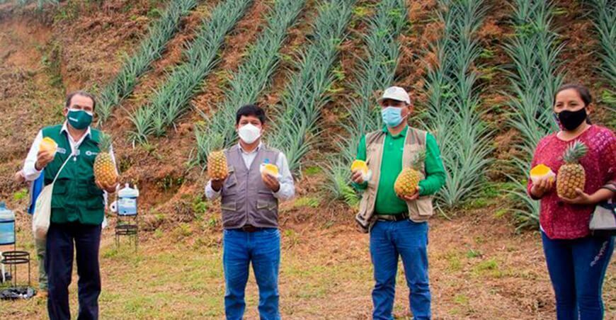 producción de piña en Kimbiri