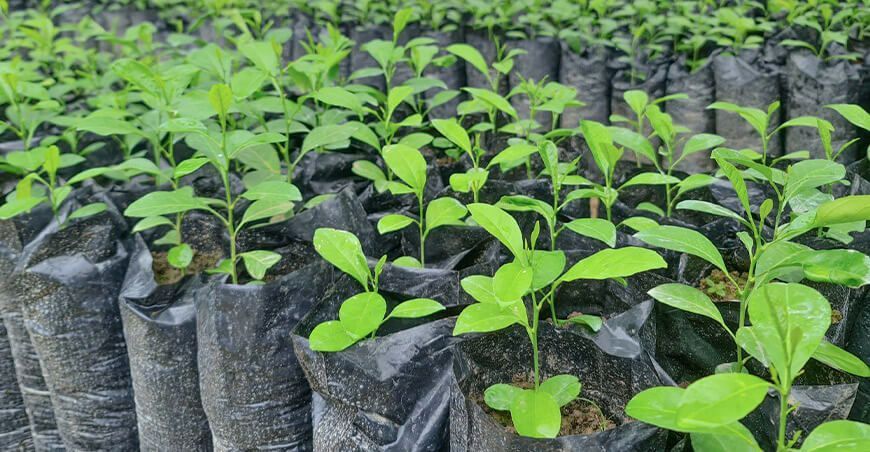 plantones de cítricos Huánuco Perú