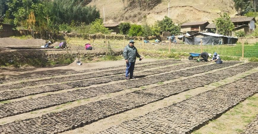 producción plantones forestales La Libertad