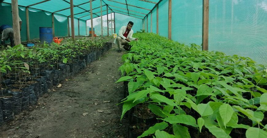 producción de plantones forestales Perú