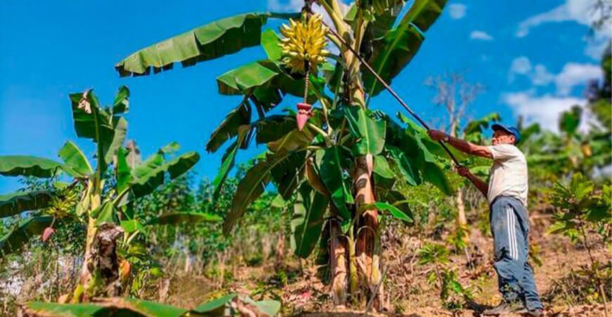 Ayacucho: Mejorarán la producción de más de 236 hectáreas de plátano