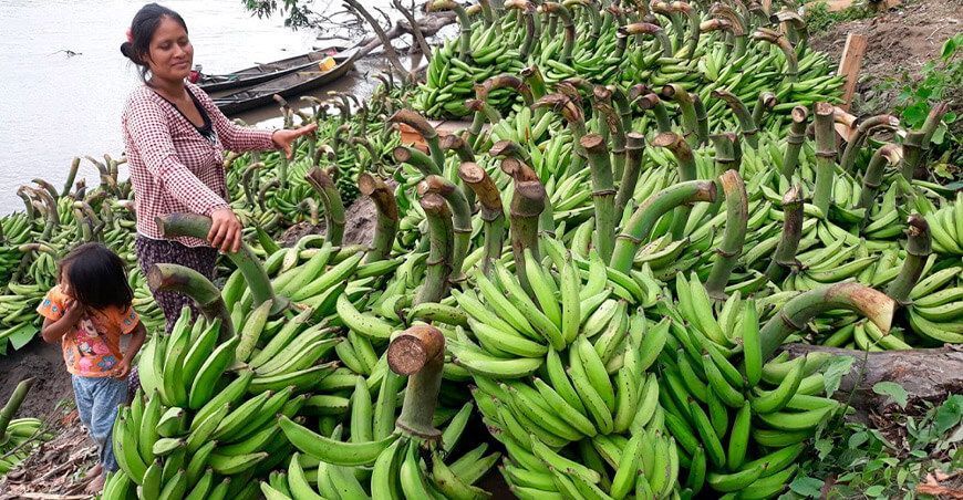 productora de plátanos Amazonas Perú