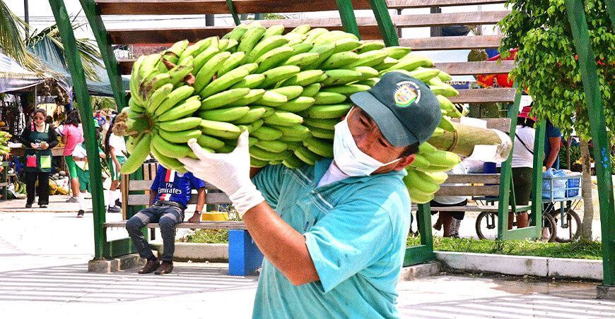 productor de plátanos Madre de Dios