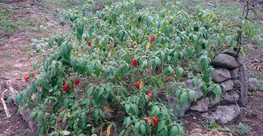 producción de rocoto en Ollachea