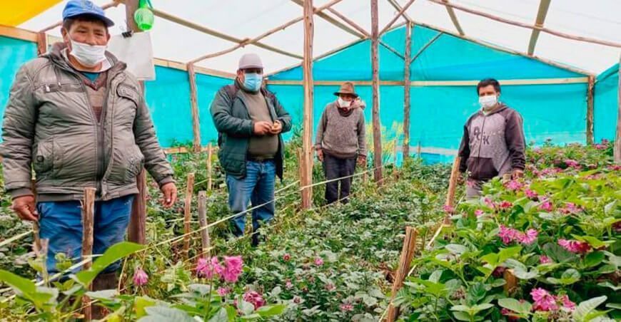impulsan producción de semillas pre básicas de papa en invernadero Tarma