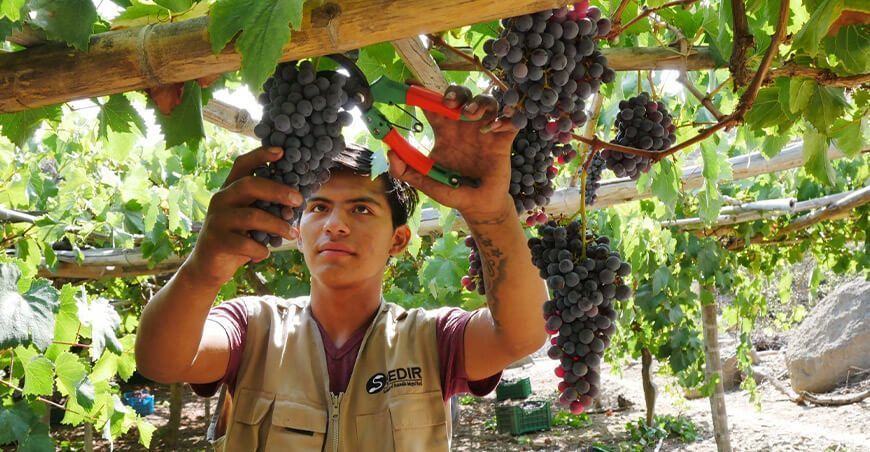 producción de uva negra  criolla Ancash Perú