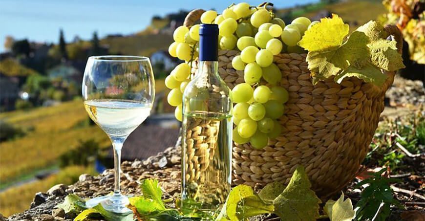 producción de uva y pisco