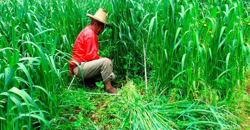 producción de avena forrajera