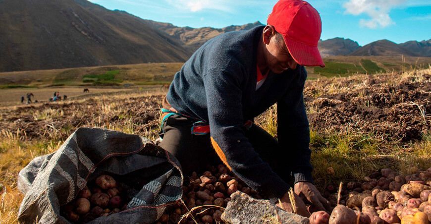 productor agricultor de papas nativas Huánuco Perú