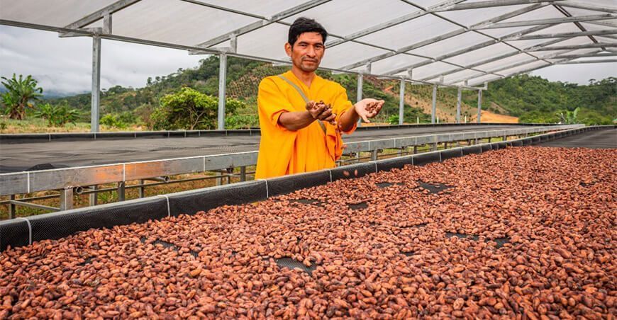 productor de cacao