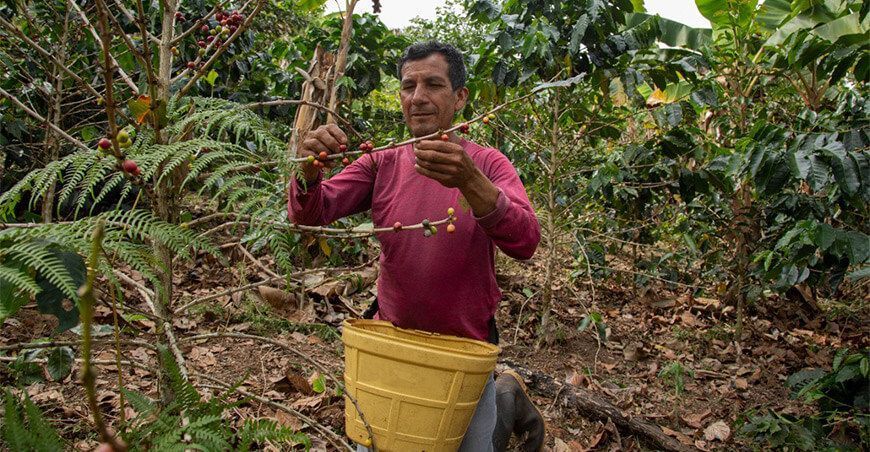 productor de café Perú