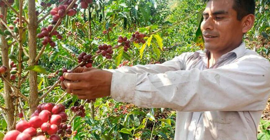 Productor de café Puno