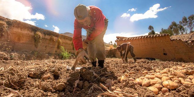Productor cosecha papa Perú