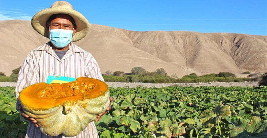 exportación de cucurbitáceas Perú