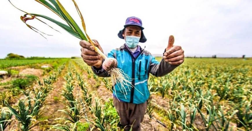 productor de cultivo de ajos Arequipa Perú