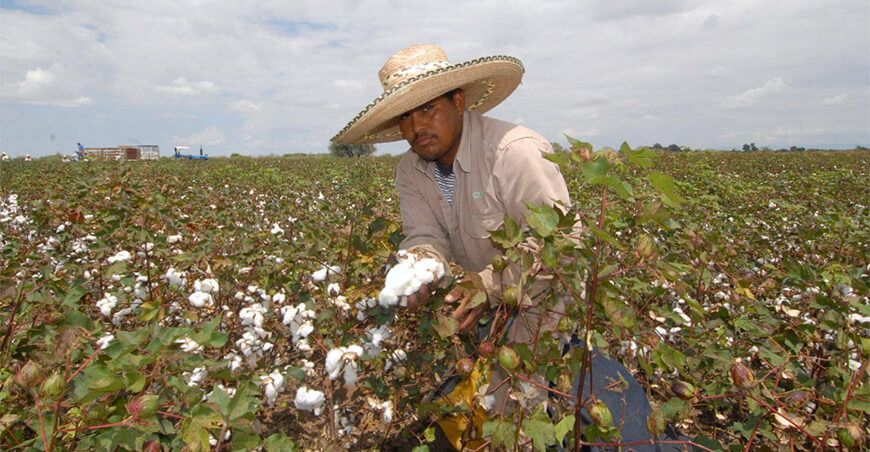 productor de cultivo de algodón Perú