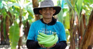 productor de cultivo de banano Perú