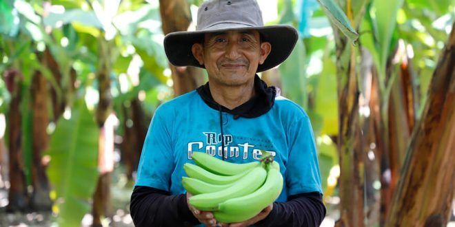 productor de cultivo de banano Perú