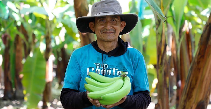 productor de cultivo de banano Perú