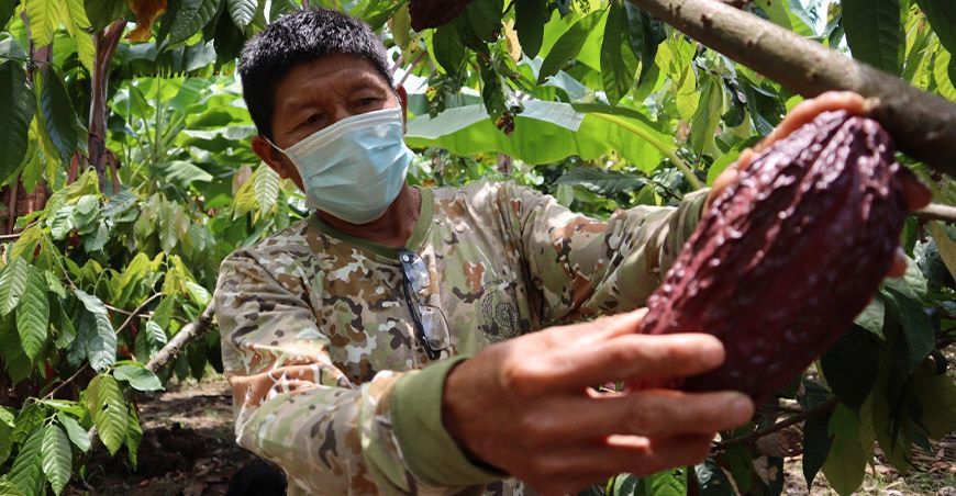 productor de cultivo cacao orgánico producción orgánica Senasa Perú
