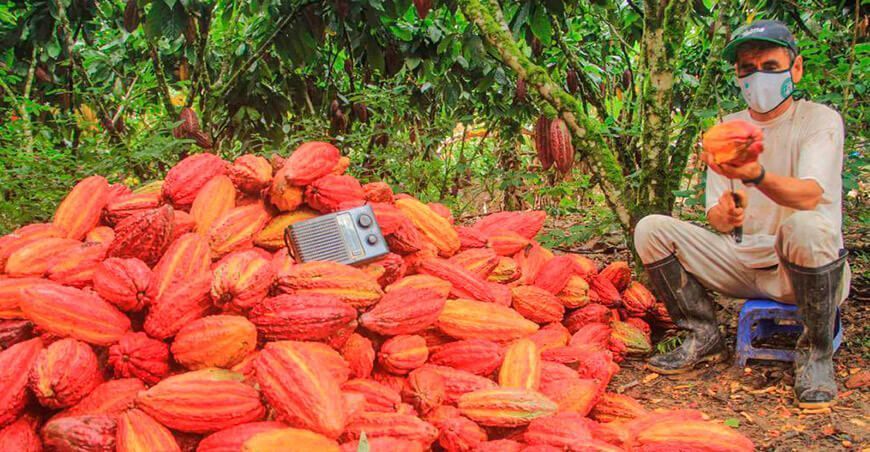 cosecha de cultivo cacao Perú