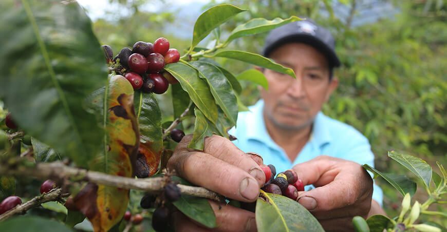 productor de cultivo de café Cajamarca Perú