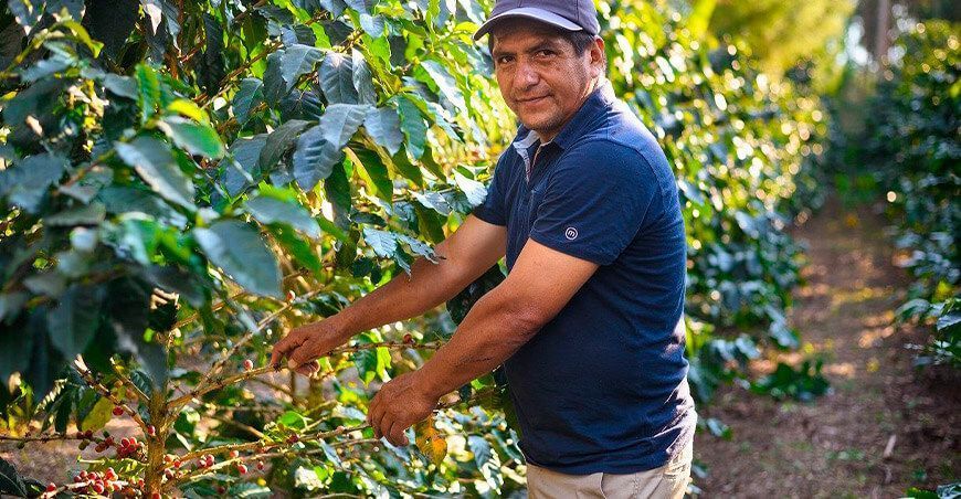 productor de cultivo de café en el Perú