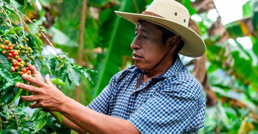 productor de cultivo de café Perú