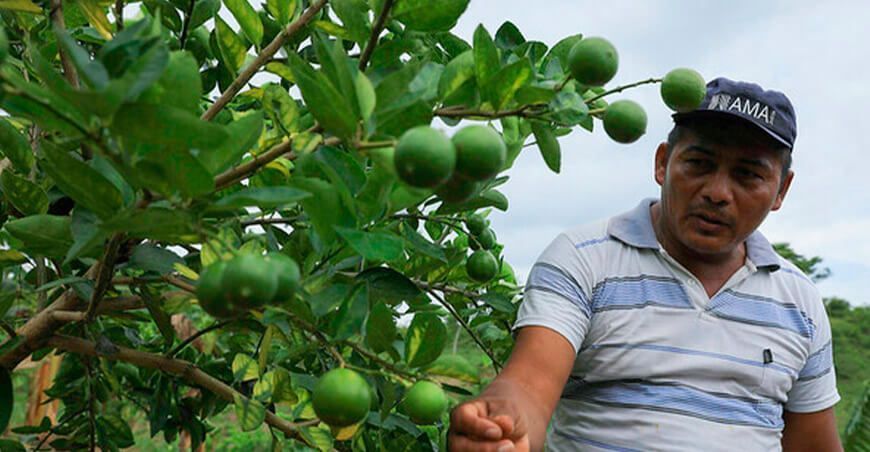 productor de cultivo de limón Perú