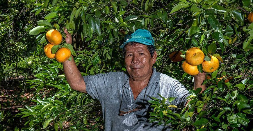 productores de cultivo de mandarina Vraem Perú