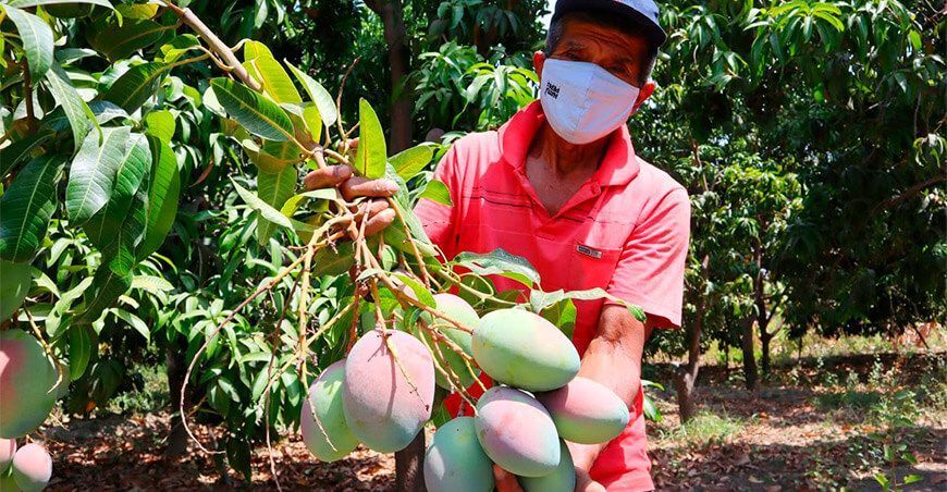 productor de cultivo de mango Perú