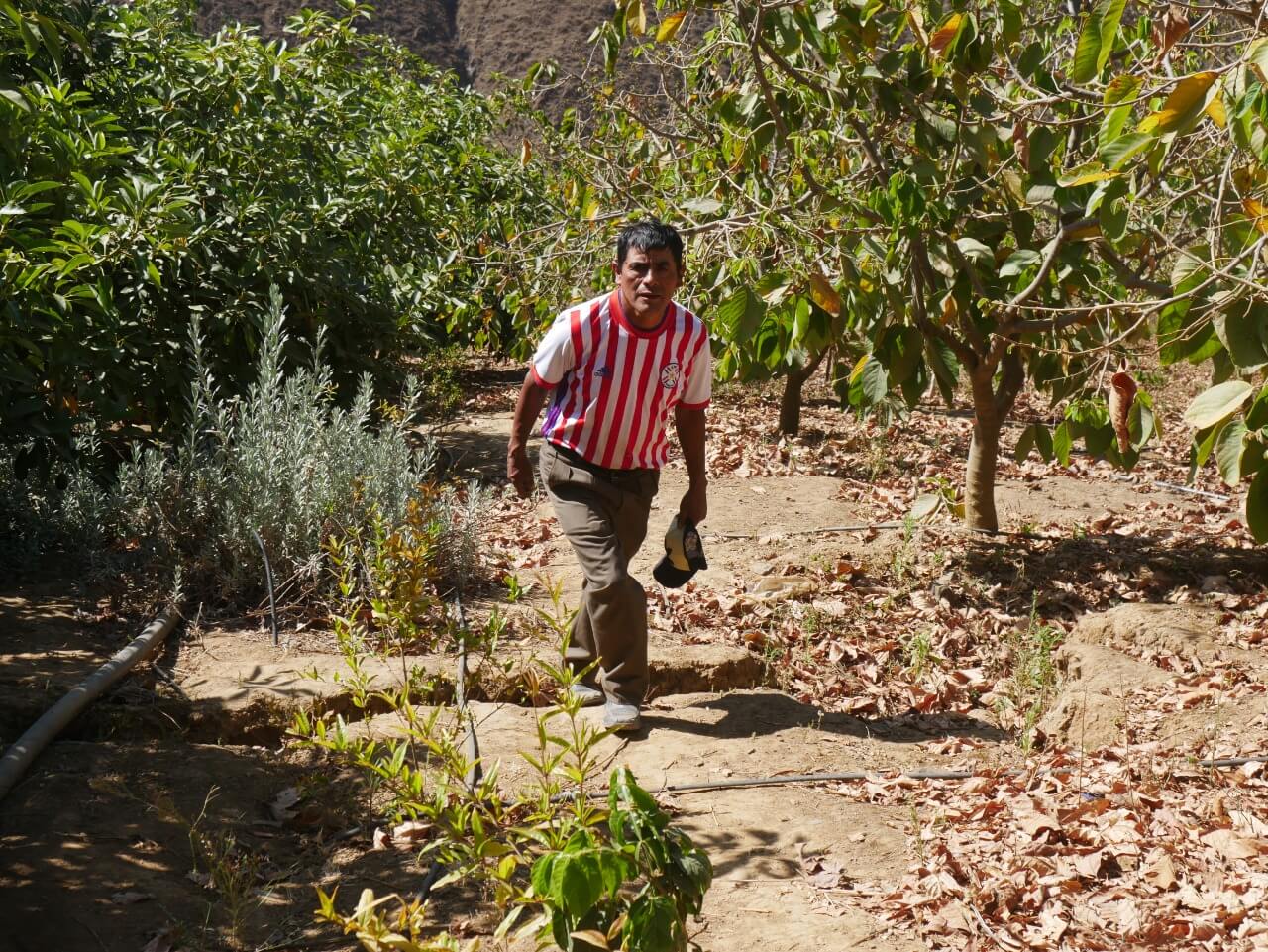 falta de lluvias afecta a productores de Ancash