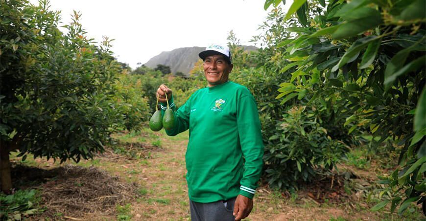 productor de cultivo de palta Perú
