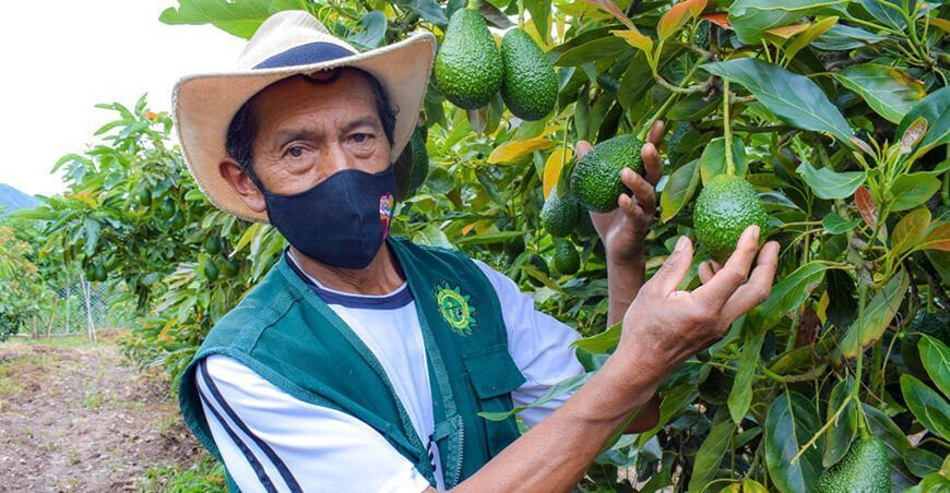 productor del cultivo de palta Perú