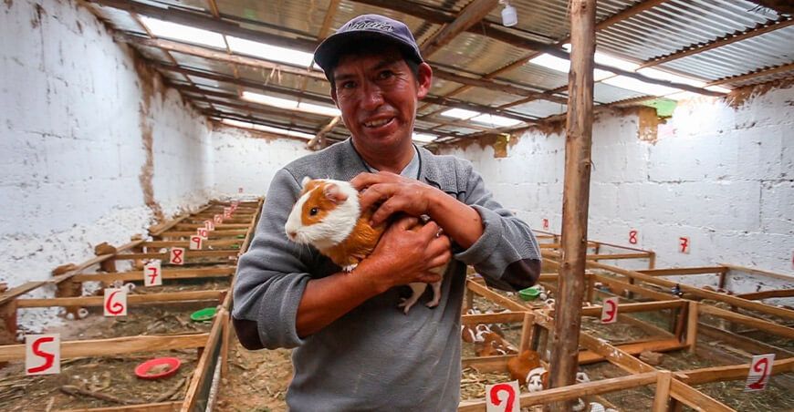 Productor de cuy en el Perú
