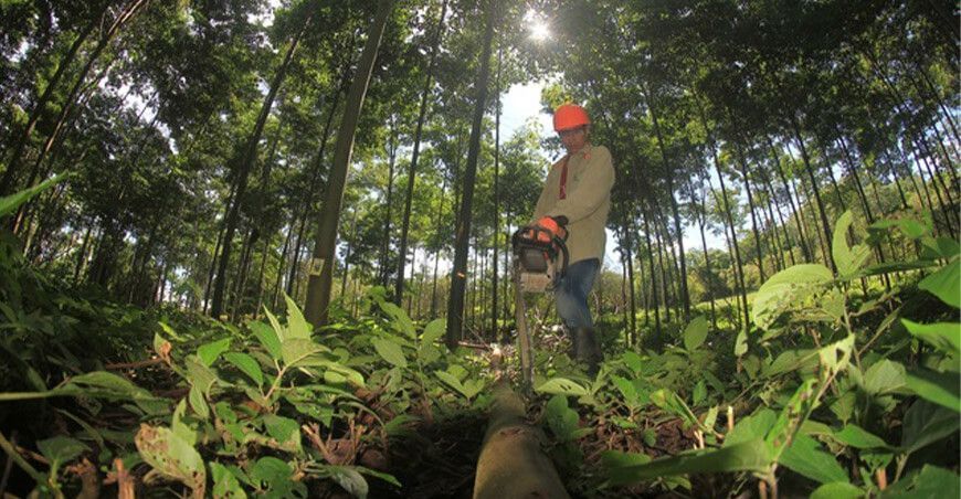 productores forestales