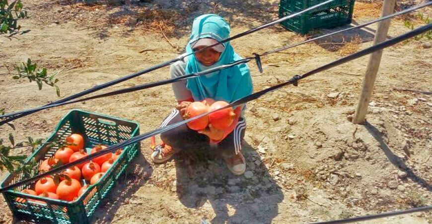 Ica: El lunes 6 de setiembre inicia empadronamiento de productores agropecuarios