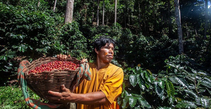 Junín: Productores indígenas producen y comercializan café sin deforestar